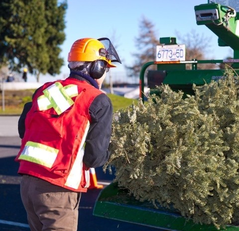 Christmas Tree Shredding