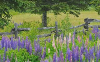 Other Gardens